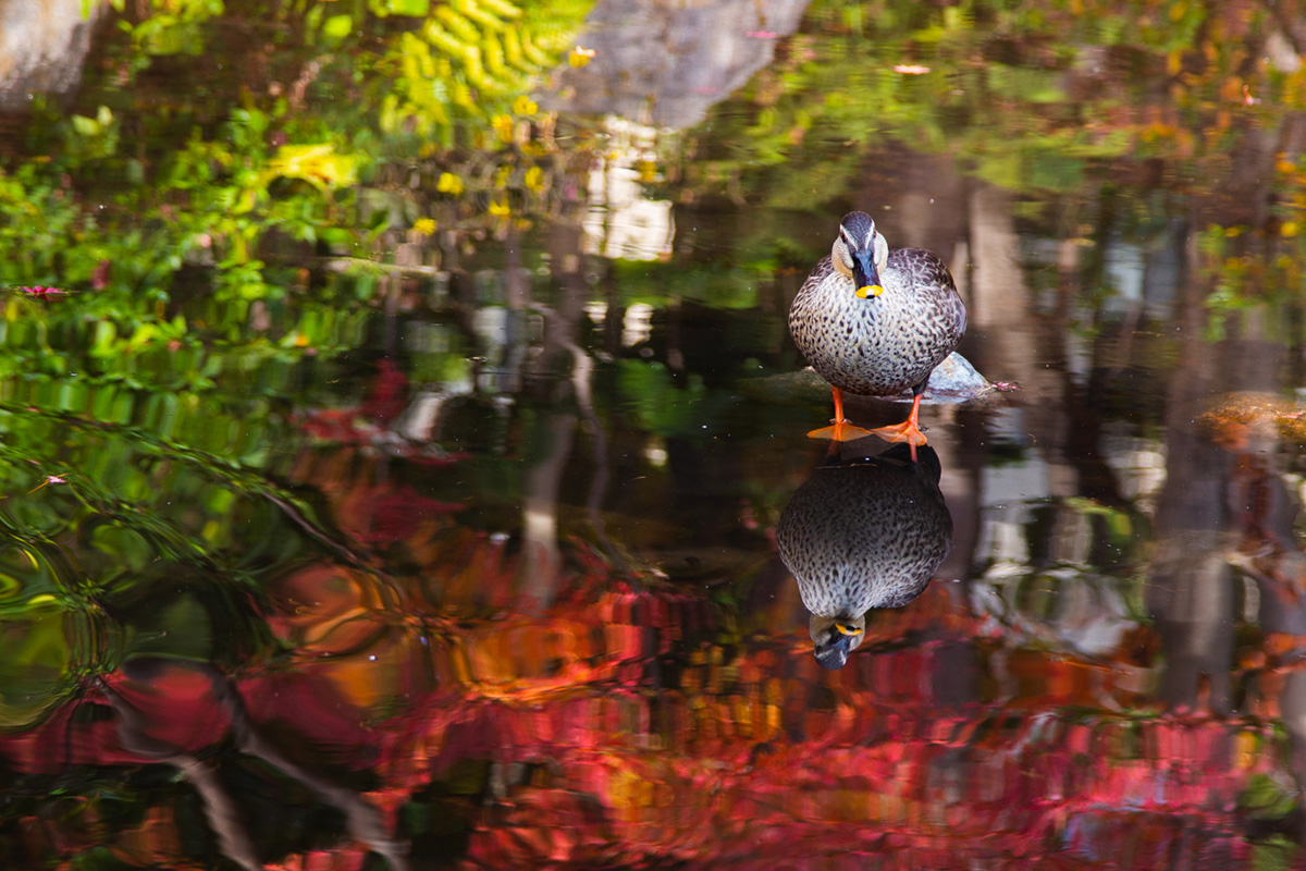 紅葉と鴨