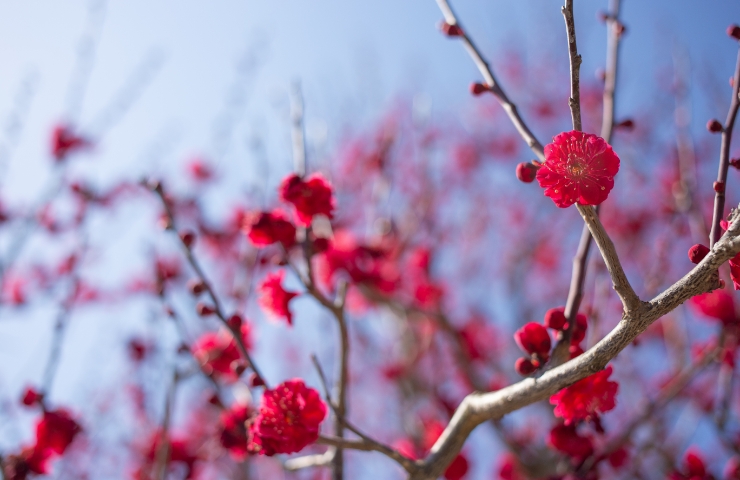 梅の花